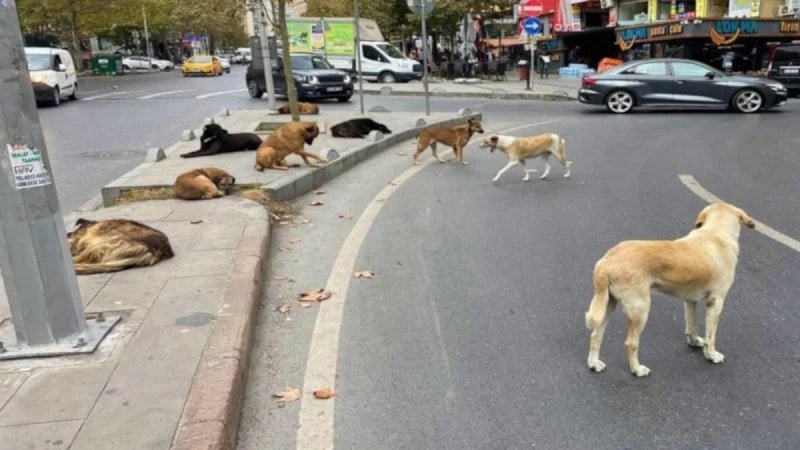 Güncel Olay: Yolda Aniden Çıkan Köpek